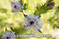 Pimelea wildflower (Pimelea ferruginea). Southern heathland, Western Australia.