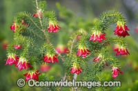 Gillam's Bell (Darwinia oxylepis). Southern Heathland, Western Australia.