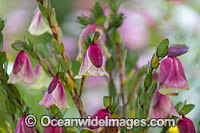 Qualup Bell wildflower (Pimelea physodes). Southern Wheatbelt, Western Australia.