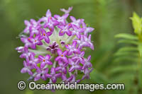 Rice Flower wildflower (Pimelea rosea). Swan Coastal Plain, Western Australia.