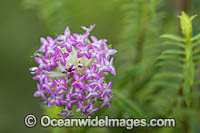 Rice Flower wildflower (Pimelea rosea). Swan Coastal Plain, Western Australia.