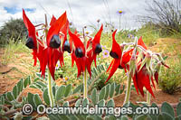 Sturt's Desert Pea wildflower (Swainsona formosa). Found in the arid regions of central and north-western Australia. The floral emblem of South Australia