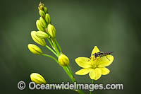 Bulbine Lily (Bulbine bulbosa). Also known as Native Leek, Golden Lily, Native Onion. Endemic to Australia. Photo taken Mornington Peninsula, Victoria.