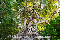 Giant Brush Box tree (Lophostemon confertus), situated in Lamington World Heritage National Park, Queensland, Australia. This huge tree is aged at around 1500 years old.