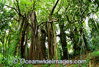 Banyan Fig Tree (Ficus macrophylla)in Rainforest. Lord Howe Island, World Heritage National Park, New South Wales, Australia.