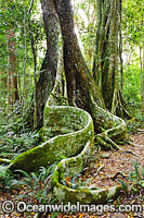 Buttress tree in sub-tropical rainforest. Lamington World Heritage National Park, Queensland, Australia.
