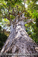 Huge 3 metre diameter rainforest tree in sub-tropical rainforest. Photo taken at Lamington World Heritage National Park, Queensland, Australia.