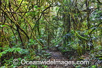 Entangled rainforest vines, hanging across the Border Track, situated in the Lamington World Heritage National Park, Queensland, Australia.
