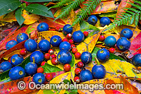 Rainforest Fruits and Leaf Litter. Blue fruits and leaves are from Blue or Silver Quandong Tree (Elaeocarpus grandis), red fruits are from Bangalow Palm (Archontophoenix cunninghamiana), favorite foods for rainforest birds. Boambee, NSW, Australia.