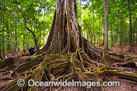 Giant Strangler Fig Tree, situated in the rainforest on Christmas Island, Indian Ocean, Australia.
