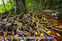 Buttress Tree, situated in a natural spring in the rainforest on Christmas Island, Indian Ocean, Australia.
