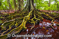 Buttress Tree, situated in a natural spring in the rainforest on Christmas Island, Indian Ocean, Australia.