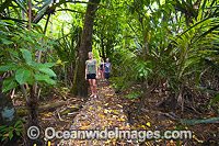 Boardwalk track, situated in Christmas Island National Park, Christmas Island, Indian Ocean, Australia.