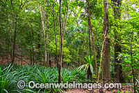 Rainforest vegitation, situated on Christmas Island, Indian Ocean, Australia.