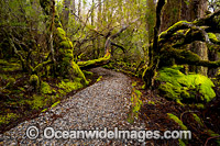 Rainforest Track in Weindorfers Forest. Cradle Mountain-Lake St Clair National Park, Tasmania, Australia.