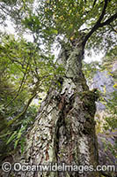 Rainforest Tree in Gondwana Rainforest. New England World Heritage National Park, New South Wales, Australia.