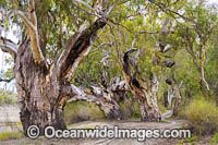 Giant River Red Gums (Eucalyptus camaldulensis), situated on the banks of the Darling River, near outback Menindee, New South Wales, Australia.