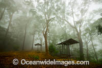 Eucalypt forest and picnic shelter cloaked in mist, situated in the Bruxner Park Flora Reserve. Coffs Harbour, New South Wales, Australia.