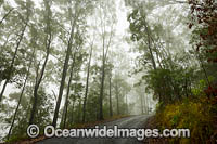Road through eucalypt forest cloaked in mist, situated in the Bruxner Park Flora Reserve. Coffs Harbour, New South Wales, Australia.