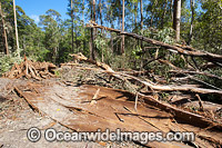 First stage of logging in the Boambee State Forest. Boambee, near Coffs Harbour, New South Wales, Australia. January, 2012.