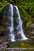 Red Cedar Falls, situated in the Dorrigo National Park, part of the Gondwana Rainforests of Australia World Heritage Area. New South Wales, Australia.