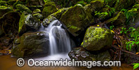 Rainforest Cascade, situated in the Dorrigo World Heritage National Park, New South Wales, Australia.