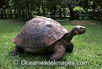Giant Galapagos Land Tortoise (Geochelone nigra porteri). Harriet, born around 1830. Experts think Charles Darwin, famous for his theory of evolution, took the animal from the Galapagos Islands in south America around 1835. Beerwah, Queensland, Australia