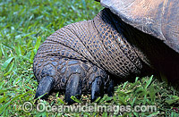 Giant Galapagos Land Tortoise (Geochelone nigra porteri) - foot and claw detail. Harriet, born around 1830. Experts think Charles Darwin, took the animal from the Galapagos Islands in south America around 1835. Beerwah, Queensland, Australia