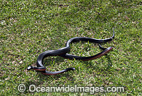 Red-bellied Black Snake (Pseudechis porphyriacus) - two rivalling males. Eastern Australia. Venomous snake.