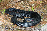 Red-bellied Black Snake (Pseudechis porphyriacus). Eastern Australia. Venomous snake.