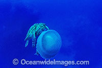 Turtle feeding on Jellyfish