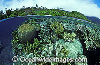Half under and half over water picture of various hard Corals and tropical island beach. Papua New Guinea
