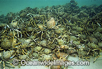 Giant Spider Crabs (Leptomithrax gaimardii) - mating aggregation. Southern Port Phillip Bay, Victoria, Australia