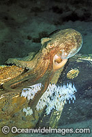 Pale Octopus (Octopus pallidus) with eggs. Port Phillip Bay, Victoria, Australia