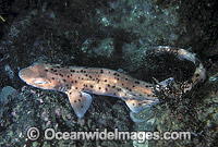 Orange-spotted Catshark (Asymbolus sp.). Also known as Rusty Cat Shark and Spotted Cat Shark. Southern New South Wales, Australia.