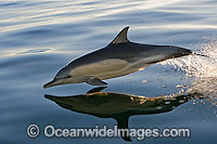 Short-beaked Common Dolphins (Delphinus delphis). Found in warm-temperate and tropical seas throughout the world. Photo taken at Cape Town, South Africa