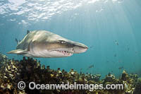 Grey Nurse Shark (Carcharias taurus). Known as Grey Nurse Shark in Australia, Sand Tiger Shark in USA and Ragged-tooth Shark in South Africa. Photo taken at De Hoop Nature Reserve, South Africa. Vulnerable on IUCN Red List of Threatened Species.