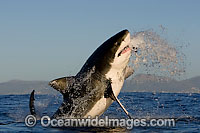 Great White Shark (Carcharodon carcharias) breaching whilst predating on the surface. Seal Island, False Bay, South Africa. Protected species.