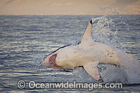 Great White Shark (Carcharodon carcharias) hunting a Cape Fur Seal (Arctocephalus pussilus pussilus). Seal Island, False Bay South Africa