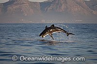 Great White Shark (Carcharodon carcharias) hunting a Cape Fur Seal (Arctocephalus pussilus pussilus). Seal Island, False Bay South Africa. Sequence 3.