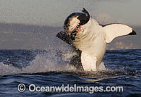 Great White Shark (Carcharodon carcharias), breaching on a seal decoy. Seal Island, False Bay, South Africa. Sequence 3.