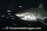 Great White Shark (Carcharodon carcharias) surrounded by Pilot Fish (Naucrates ductor).Also known as White Pointer and White Death. Guadalupe Island, Baja, Mexico, Pacific Ocean. Listed as Vulnerable Species on the IUCN Red List.