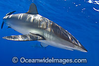 Silky Shark (Carcharhinus falciformis). Circumtropical species, possibly occasionally venturing into warm temperate seas.