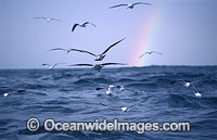 Kelp Gull (Larus dominicanus) over stormy sea - rainbow. Also known as Southern Blackbacked Gull. Indo-Pacific