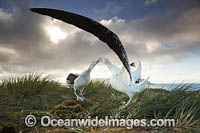 Wandering Albatross (Diomedea exulans), mating courtship display. South Georgia.