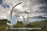 Wandering Albatross (Diomedea exulans), mating courtship display. South Georgia.
