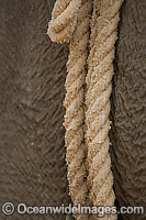 Indian Elephant (Elephas maximus indicus) with a bridle rope. Bandavgarh National Park, India