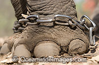 Indian Elephant (Elephas maximus indicus) shackled. Bandavgarh National Park, India