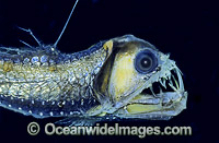 Sloane's Viperfish (Chauliodus sloani). Deep sea fish found off New South Wales, Australia