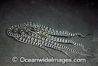Mimic Octopus (Thaumoctopus mimicus). Mimicking a flounder. Sulawesi, Indonesia